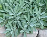 Plantes de sauge en culture, leurs feuilles veloutées et grises se déploient sur un lit de pierres.