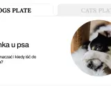 Chory piesek z łapką na oku. Temat: biegunka u psa. Kiedy szukać pomocy weterynarza?