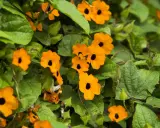 Des fleurs orange vif, comme des suzanne aux yeux noirs, s'épanouissent parmi le feuillage vert luxuriant.