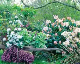 Un chariot de jardin rempli de rhododendrons blancs et roses, avec de la bruyère violette au premier plan. Une belle plante pour bordure sans entretien.