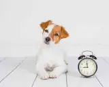 Szczeniak Jack Russell Terrier leży obok budzika. Czas na zabawę, since for kiedy?