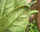 Close-up of a plant leaf covered in tiny black bugs, indicating a spider mite infestation.
