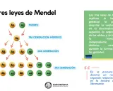Diagrama de las leyes de Mendel, mostrando la herencia de alelos a través de generaciones. Ejemplos de ley de Mendel.