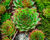 Gros plan sur des joubarbes aux feuilles vertes bordées de rouge, posées sur de la mousse. Un entretien minimal suffit pour ces plantes résilientes.
