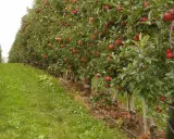 Rząd jabłoni uginających się pod ciężarem czerwonych owoców. Widać system nawadniania, który pomaga w uprawie, podobnie jak składniki odżywcze, np. azofoska.