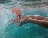 Una medusa rosa fluttua vicino ai piedi di un nuotatore in acque turchesi scintillanti.