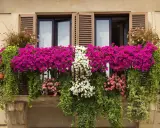 Balkon pełen kwitnących petunii i bluszczy. Wśród nich można rozpoznać kwiaty balkonowe nazwy: petunia, lobelia.