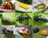 Collage of Asian lady beetle life stages: adults mating, eggs, larvae, pupa, and emerging adult.