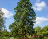 Majestueux séquoia, un arbre qui ne perd pas ses feuilles, se dresse dans un parc verdoyant sous un ciel bleu parsemé de nuages blancs.