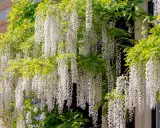 Une plante verte luxuriante s'épanouit avec de longues grappes de fleurs blanches tombantes, comme une cascade florale.