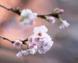 Delikata körsbärsblommor i Stockholm, en vacker vårscen.