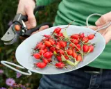 Hagebutten sammeln im Herbst. Eine Schere liegt bereit, während eine Schale voller leuchtend roter Früchte gezeigt wird.