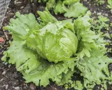 Une belle salade iceberg pousse dans le jardin, ses feuilles vertes et croquantes prêtes à être récoltées pour une salade fraîche.