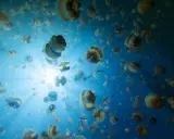 Un banco di meduse galleggia in acque blu, illuminate dai raggi del sole. Sorprendentemente, le meduse hanno il cervello, anche se non come lo intendiamo noi.