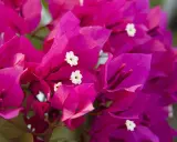Flores vibrantes de buganvilla, ideales para un jardín soleado. Descubre los mejores buganvilla cuidados para que luzcan espectaculares.