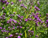 Champ de fleurs violettes, évoquant la douceur d'une infusion verveine au soleil.