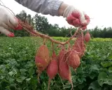 Gants blancs tenant une récolte de patates douces fraîchement arrachées. Le champ de patate douce s'étend à l'arrière-plan.