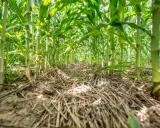 A low-angle view of a lush cornfield, showing thick stalks and green leaves. The ground is covered with dry stalks, hinting at a corn cover crop.