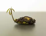 Un jeune plant de mangue germe d'un noyau, prêt à être planté.