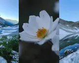 Fiori bianchi e laghi glaciali nei Monti Sibillini: cosa vedere in questo paesaggio incantato.