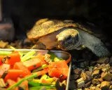 Dieta żółwia wodno-lądowego: Jak karmić, by żył długo?