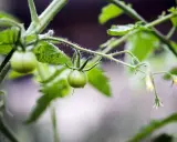 Jeune plant de tomates, avec des fruits verts encore petits. On peut voir les premières fleurs jaunes et les tiges velues. Il faudra bientôt pincer les tomates pour favoriser leur croissance.