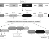 Diagrama ilustra cómo la transcripción de una molécula de ADN genera pre-ARNm, que luego, por transcripción alternativa, da lugar a diferentes ARNm y, finalmente, a distintas proteínas.