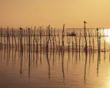 Amanecer dorado sobre las marismas en España, con aves posadas en estacas de madera y reflejos en el agua serena.