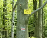 Szlak turystyczny na Przełęcz Pułaskiego (743 m n.p.m.) w lesie. Brak ściany płaczu, tylko zielone drzewa i szlak.