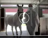 Tierarzt in Schutzkleidung führt weißes Pferd. Herpes beim Pferd ist meldepflichtig.