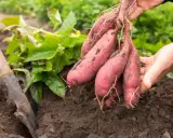Main fraîchement récoltée, prête à planter des patates douces. Une pelle est visible à gauche, dans la terre.
