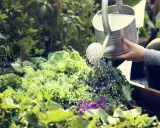 Une main arrose un potager luxuriant de choux frisés et de fleurs. C'est le moment idéal pour savoir quand arroser le potager.