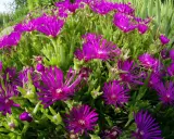 Fleurs magenta éclatantes, semblables à une griffe de sorcière, s'ouvrent sur des tiges charnues vertes.