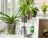 Orchidée en pot transparent avec racines aériennes, arrosoir miniature, ciseaux et engrais. Guide pour savoir comment faire refleurir une orchidée.