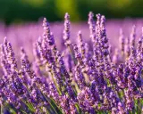 Champ de lavandin en fleurs, évoquant la sérénité et les nombreux lavandin bienfaits pour le bien-être.