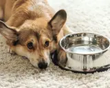 Smutny corgi leży obok miski z wodą, wyraźnie widać, że pies nie chce pić wody.