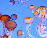 Un gruppo di meduse dai toni aranciati e violacei fluttua in un blu profondo. Alcune di queste meduse commestibili sembrano danzare con i loro tentacoli.