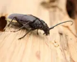 Gros plan sur un scarabée brun, un des insectes du bois, sur une surface de bois clair. Ses longues antennes sont visibles.