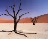 Szkielety drzew na białej, spękanej ziemi pustyni Namib. Pomarańczowe wydmy w tle i błękitne niebo.