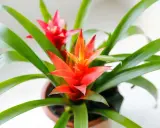 Jasnoczerwona bromelia kwiat trujący, z zielonymi liśćmi, w doniczce.