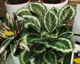 Kwiat calathea zachwyca liśćmi w odcieniach zieleni i kremu, tworząc egzotyczną mozaikę.