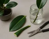Gummibaum vermehren: Ein Blatt und ein Steckling in Wasser mit Wurzeln, daneben eine Schere und ein Topf.