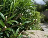 Arbustes à fleurs taillés, prêts pour une nouvelle pousse. Le bon moment pour savoir quand tailler les arbustes à fleurs est crucial pour leur floraison.