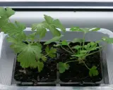Młode sadzonki pelargonii w plastikowej osłonce. Czy geranium jest trujące? Te rośliny są bezpieczne dla zwierząt domowych i ludzi.