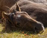 Ein braunes Pferd liegt erschöpft im Gras. Die Mähne fällt ins Gesicht. Mögliche Schlaganfall Pferd Symptome könnten hier zu sehen sein.