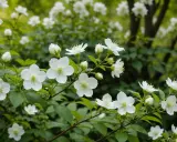 Branche de seringat le plus parfumé, ses fleurs blanches délicates s'épanouissent dans un écrin de verdure.