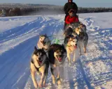 Hundspann i Sverige drar fram över snön med glada hundar och passagerare.