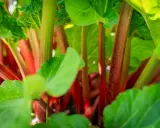Gros plan sur des tiges rouges et vertes de rhubarbe en pot, avec des feuilles luxuriantes.
