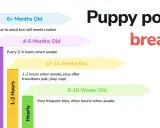 Graphique montrant combien de temps un chien peut se retenir : les chiots de 8-10 semaines ont besoin de sorties horaires, ceux de 10-16 semaines toutes les 1-2 heures.