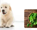 Słodki szczeniak golden retriever obok miseczki ze świeżym szpinakiem. Czy pies może jeść szpinak?
